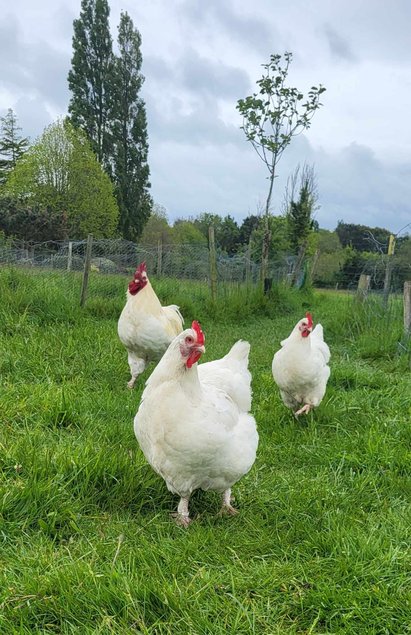 Malines blanches