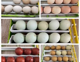 Lot de 12 oeuf fecondes olive egger cream legbar ayam cemani brahma marans