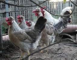 Cream / golden crele legbar (oeuf bleus)