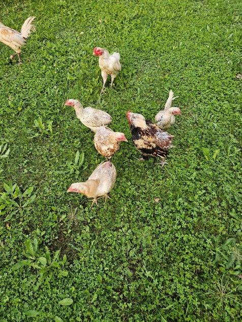 Oeufs fécondés combattant nain reunionnais