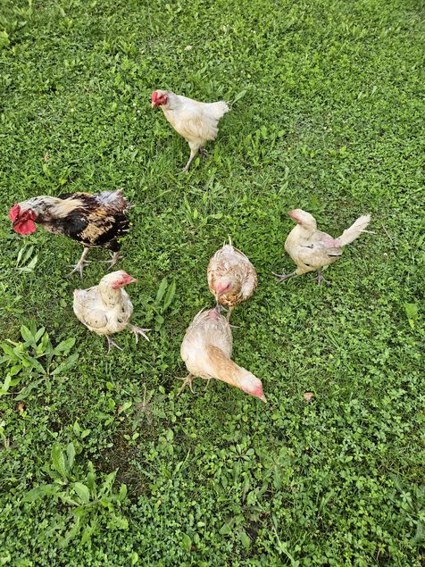 Oeufs fécondés combattant nain reunionnais