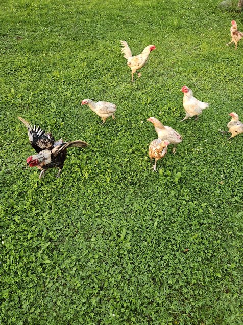 Oeufs fécondés combattant nain reunionnais