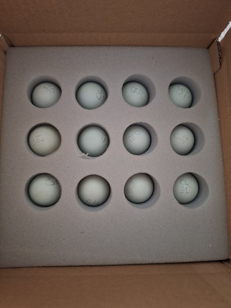 Olive egger F1 (oeufs kakis) - poule legbar / coq marans