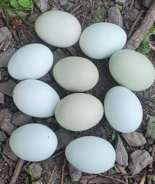 Oeufs vert clairs et bleus à couver