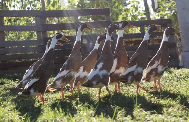 Canard Coureur Indien pur panaché