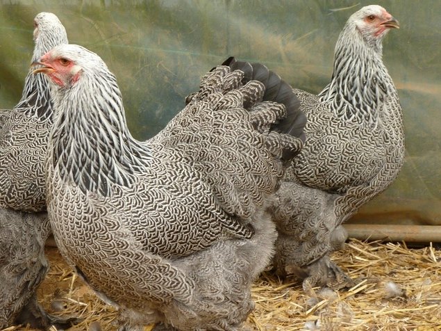 Œuf de poule Brahma perdrix mailler argenté noir