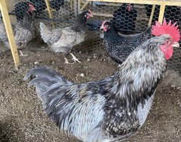 Barnevelder bleu ou noir à double liseré argenté