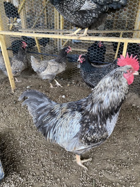 Barnevelder bleu ou noir à double liseré argenté