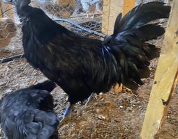 AYAM CEMANI