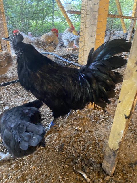 AYAM CEMANI