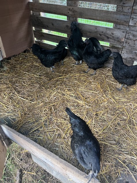 Oeufs Ayam Cemani