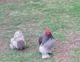 Oeufs fecondés pekin