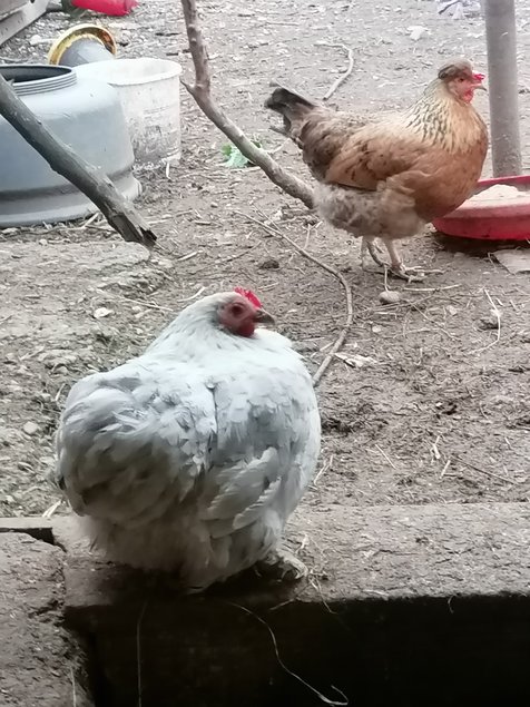 Oeufs fecondés pekin