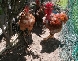 oeufs de cou nu fécondé ovopack