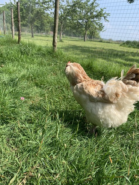 Oeufs fécondés Faverolle Allemande