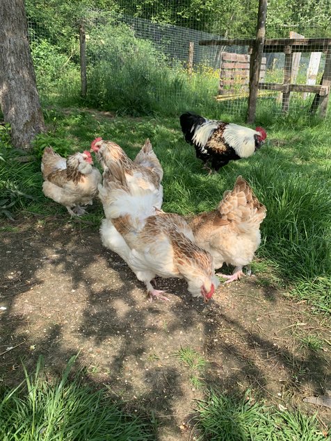 Oeufs fécondés Faverolle Allemande