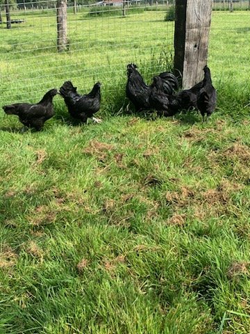 Oeufs Ayam Cemani