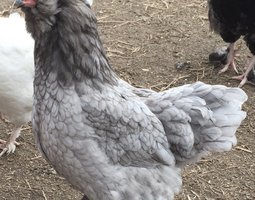 Œufs fécondés poule ameraucana