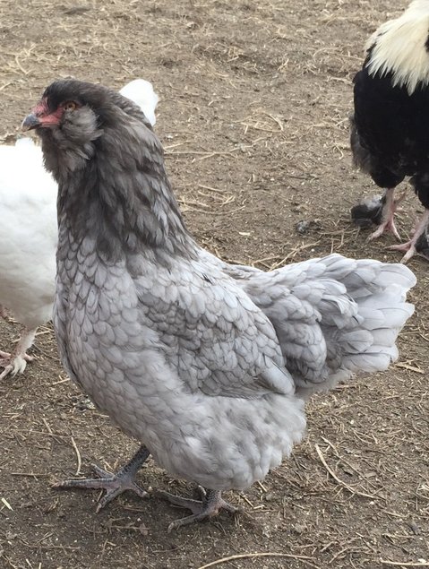 Œufs fécondés poule ameraucana