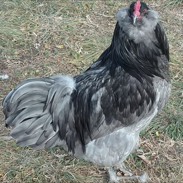 Œufs fécondés poule ameraucana