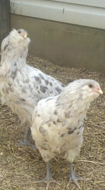 Œufs fécondés poule ameraucana