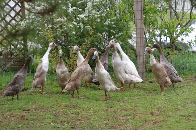 Canard Coureur Indien huppé (Canard de bali / CCI à pompon) et classique  ***5 parcs séparés***