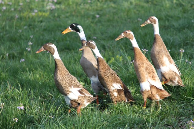 Canard Coureur Indien pur panaché