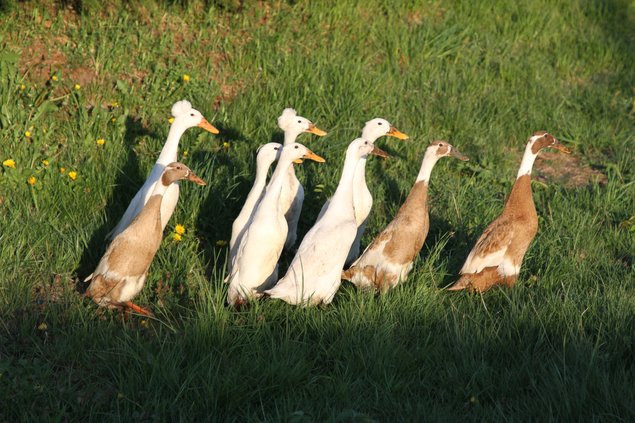 Canard Coureur Indien huppé (Canard de bali / CCI à pompon) et classique  ***5 parcs séparés***