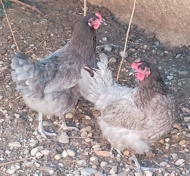 Poule pondeuse cendrée Bleue de France (04)