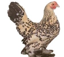 Poule naine Sabelpoot (04)