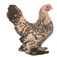 Poule naine Sabelpoot (04)