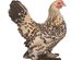 Poule naine Sabelpoot (04)