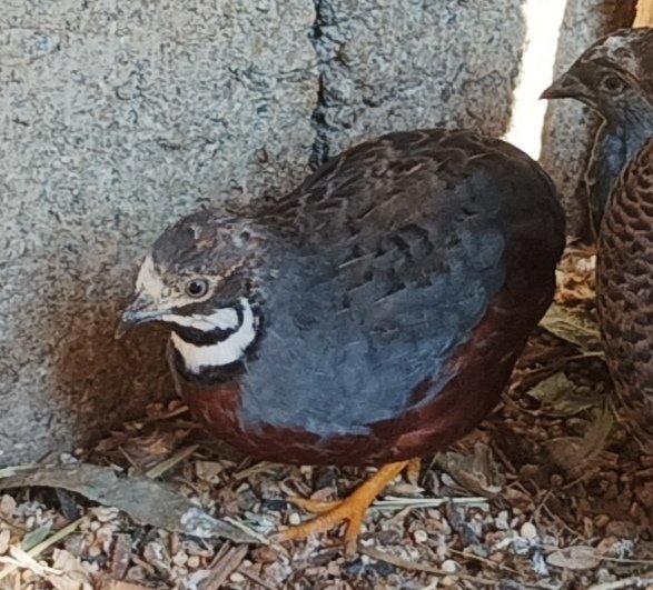 OEUFS DE CAILLE DE CHINE