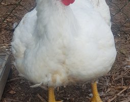 Poulets de chair