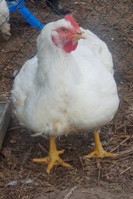 Poulets de chair