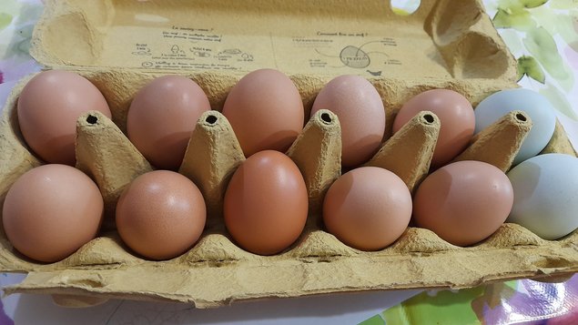 Oeufs fécondés de poule pondeuse