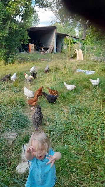 Oeufs fécondés de poule pondeuse