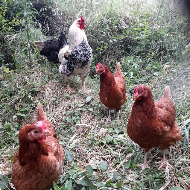 Oeufs fécondés de poule pondeuse