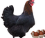 Poule pondeuse Marans (04)