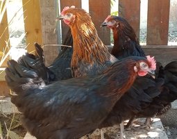 Poule pondeuse Marans (04)