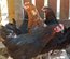 Poule pondeuse Marans (04)