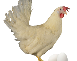 Poule pondeuse Leghorn 04