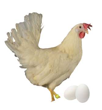 Poule pondeuse Leghorn 04