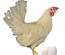 Poule pondeuse Leghorn 04