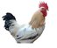 Coq Sussex souche industrielle (04)