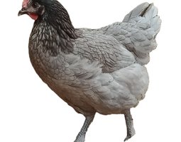 Poule pondeuse cendrée Bleue de France (04)