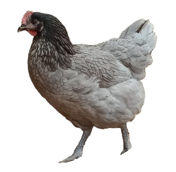 Poule pondeuse cendrée Bleue de France (04)