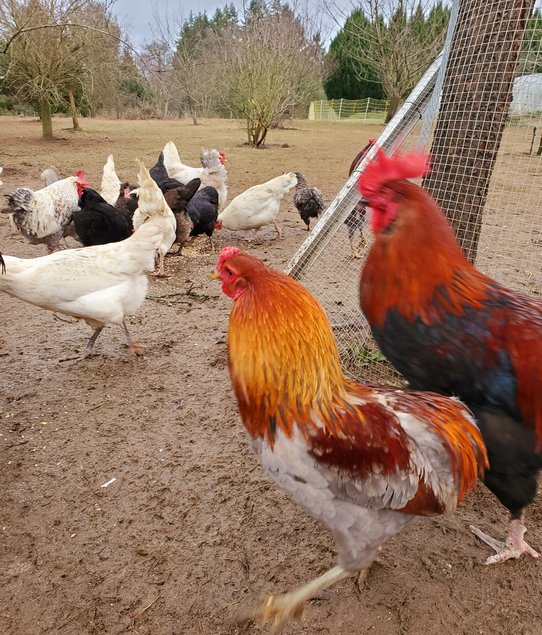 Oeufs beige rosé et marron de Brahma perdrix maillé doré grande race, Marans nnc Barnevelder, Vorwerk à couver