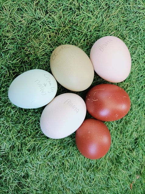 oeufs de plusieurs parcs séparés :  MARANS/ BRAHMA / CROISEMENT MARANS - CREAM LEGBAR/ OLIVETTE