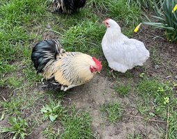 OEUFS POULE BANTAM DE PEKIN